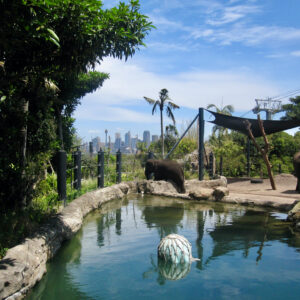 Sydney taronga zoo