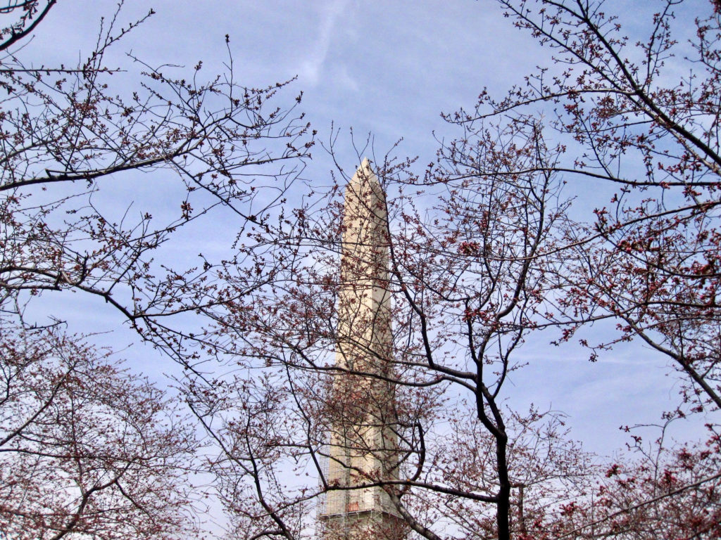 Cherry blossoms DC