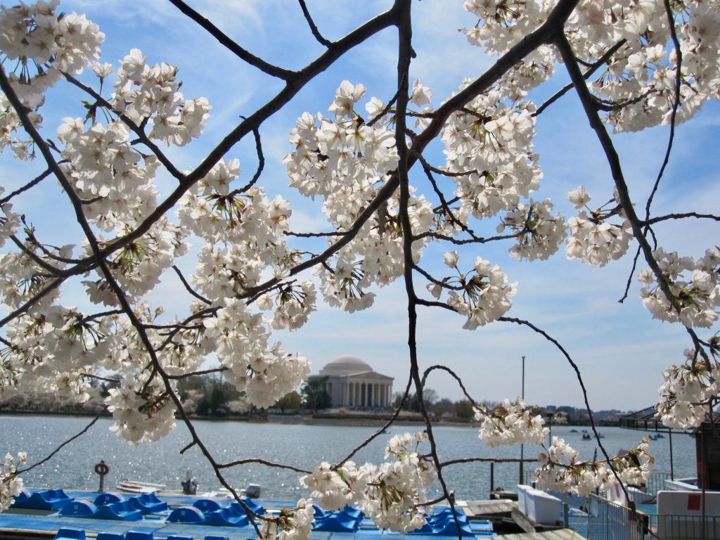 Cherry Blossoms DC