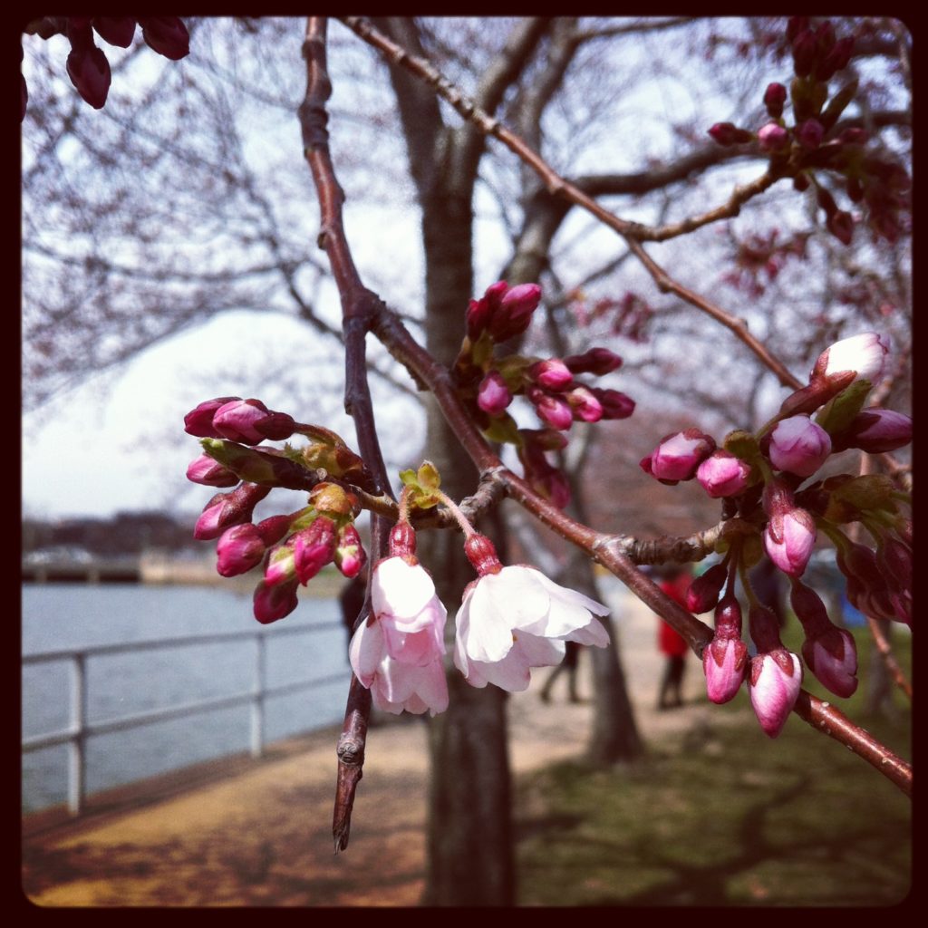 Cherry blossoms DC