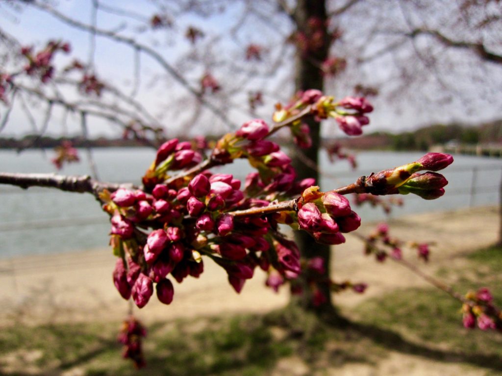 Cherry blossoms DC