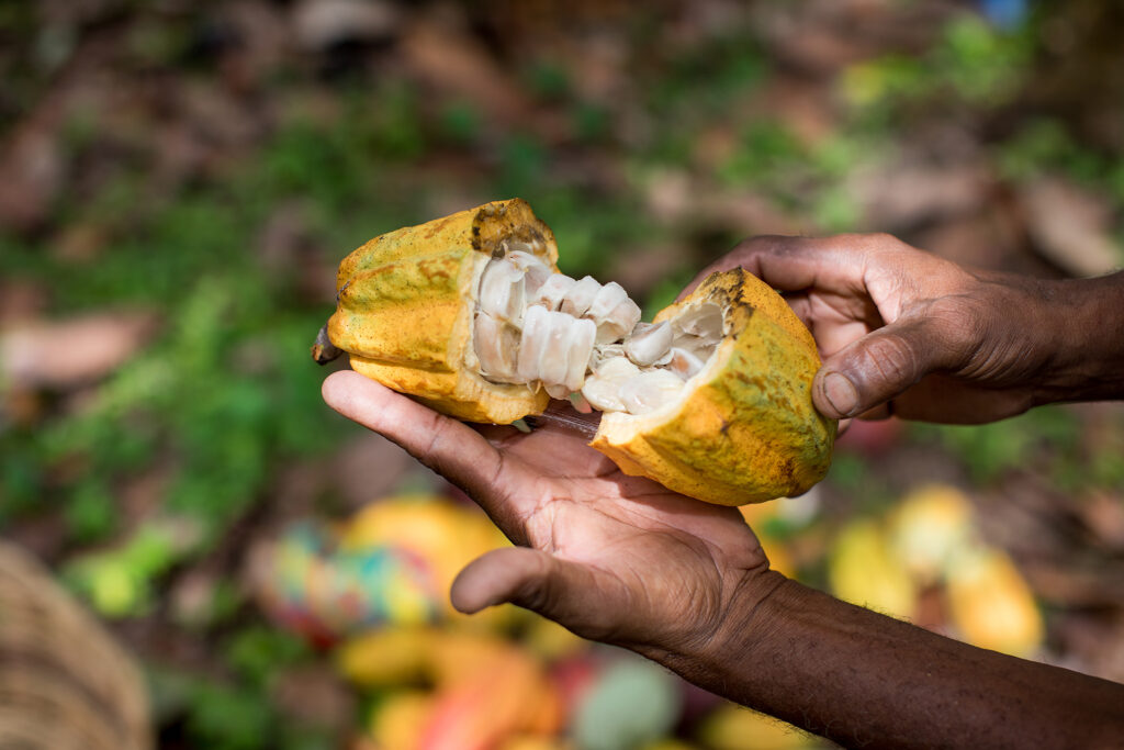 Grenada chocolate